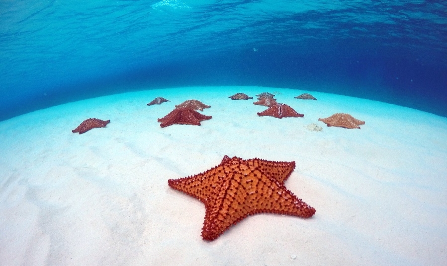 Introducir 35+ imagen cozumel estrellas de mar