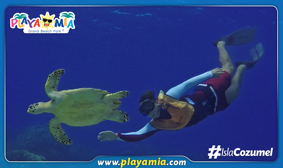 Cozumel Travel Tips - Sea Turtle Season Is From May Through November