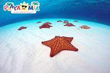 Things to Do in Cozumel: El Cielo Beach & Starfish Sanctuary
