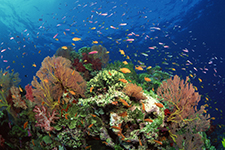 Starfish Sanctuary And Palancar Reef Snorkel / Cozumel, Mexico